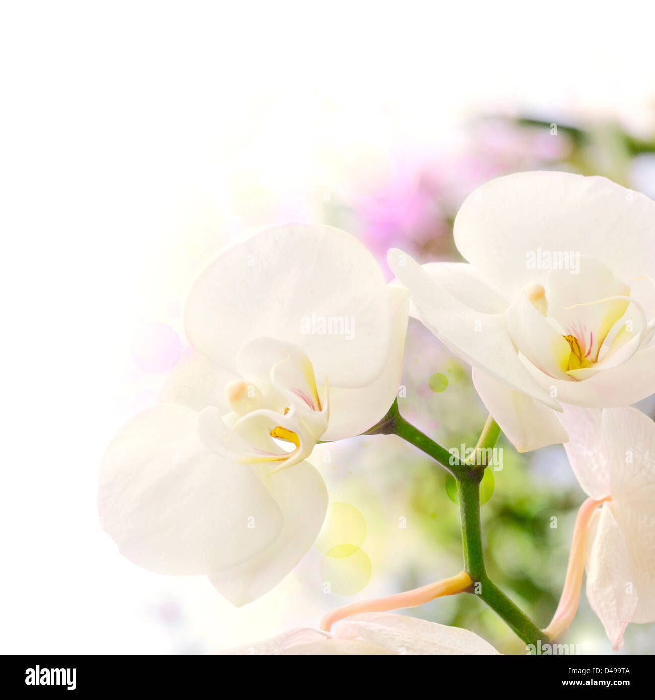 white orchids over a blur background with bokeh effect, with green yellow and purple colors, decorative background border Stock Photo