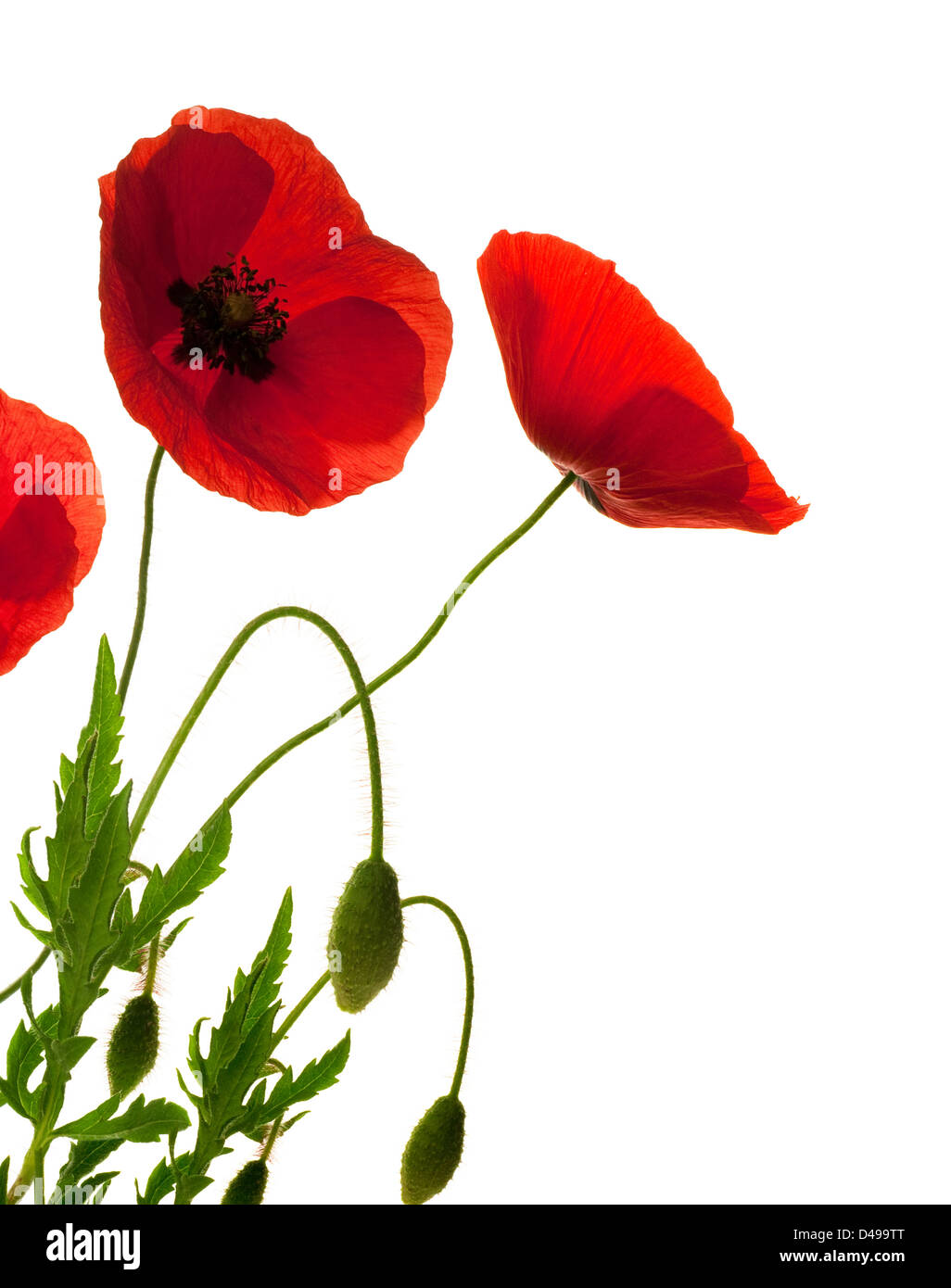 red poppies over white background, border, decorative flowers design Stock Photo