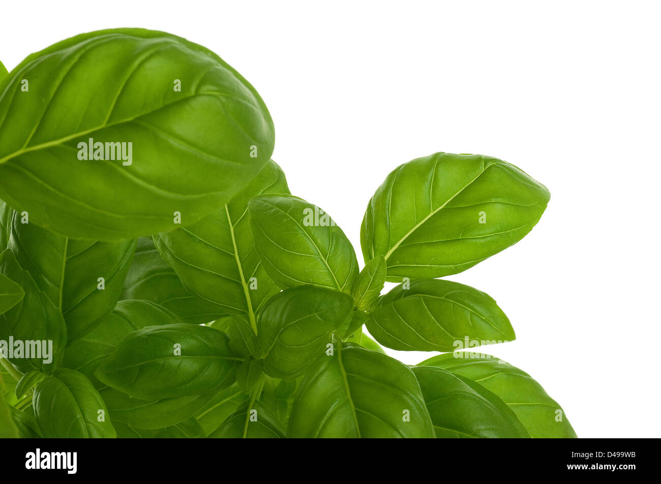 fresh bunch of basil decorative leaves, green border Stock Photo