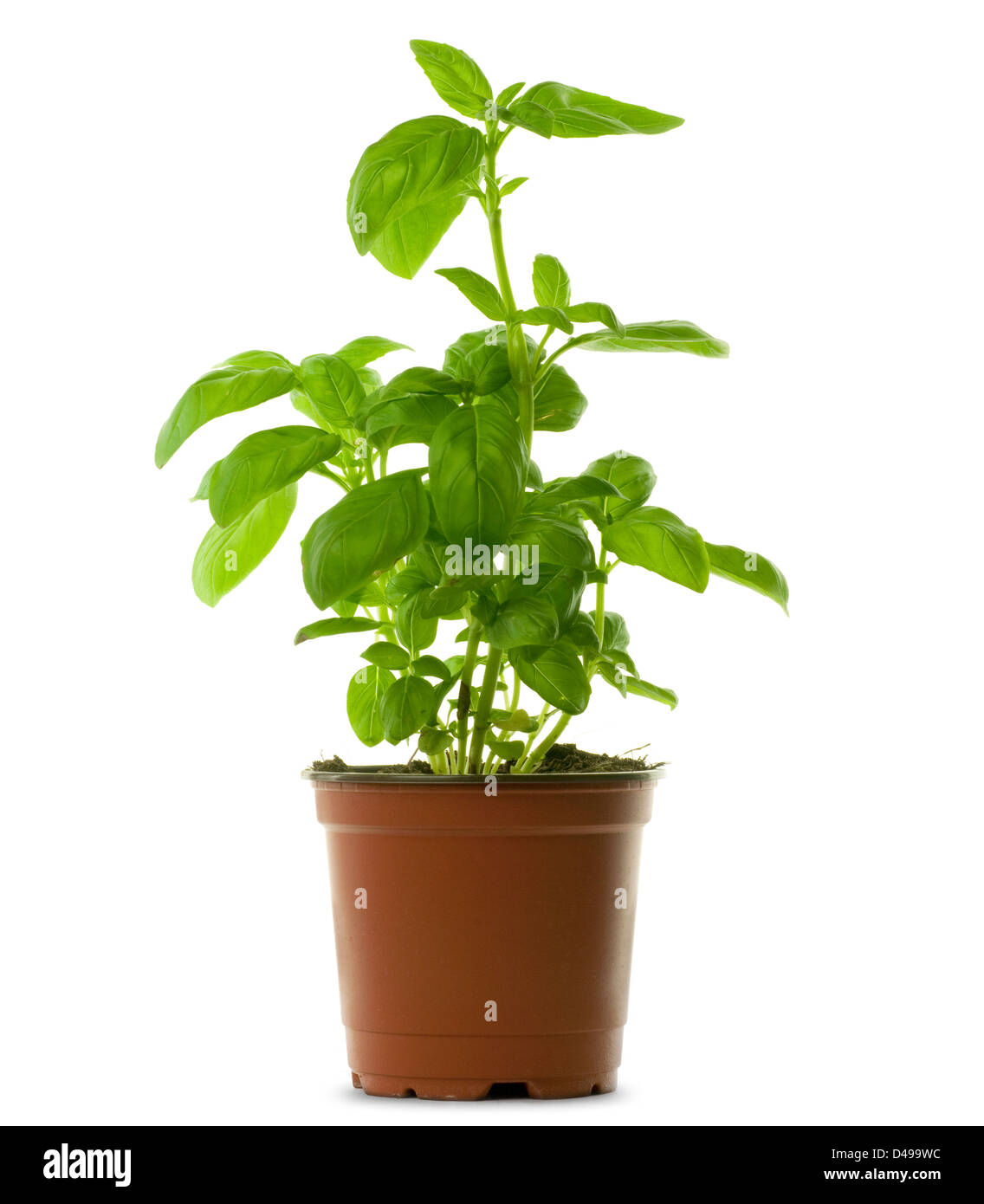 fresh bunch of basil into a brown pot, green leaves Stock Photo