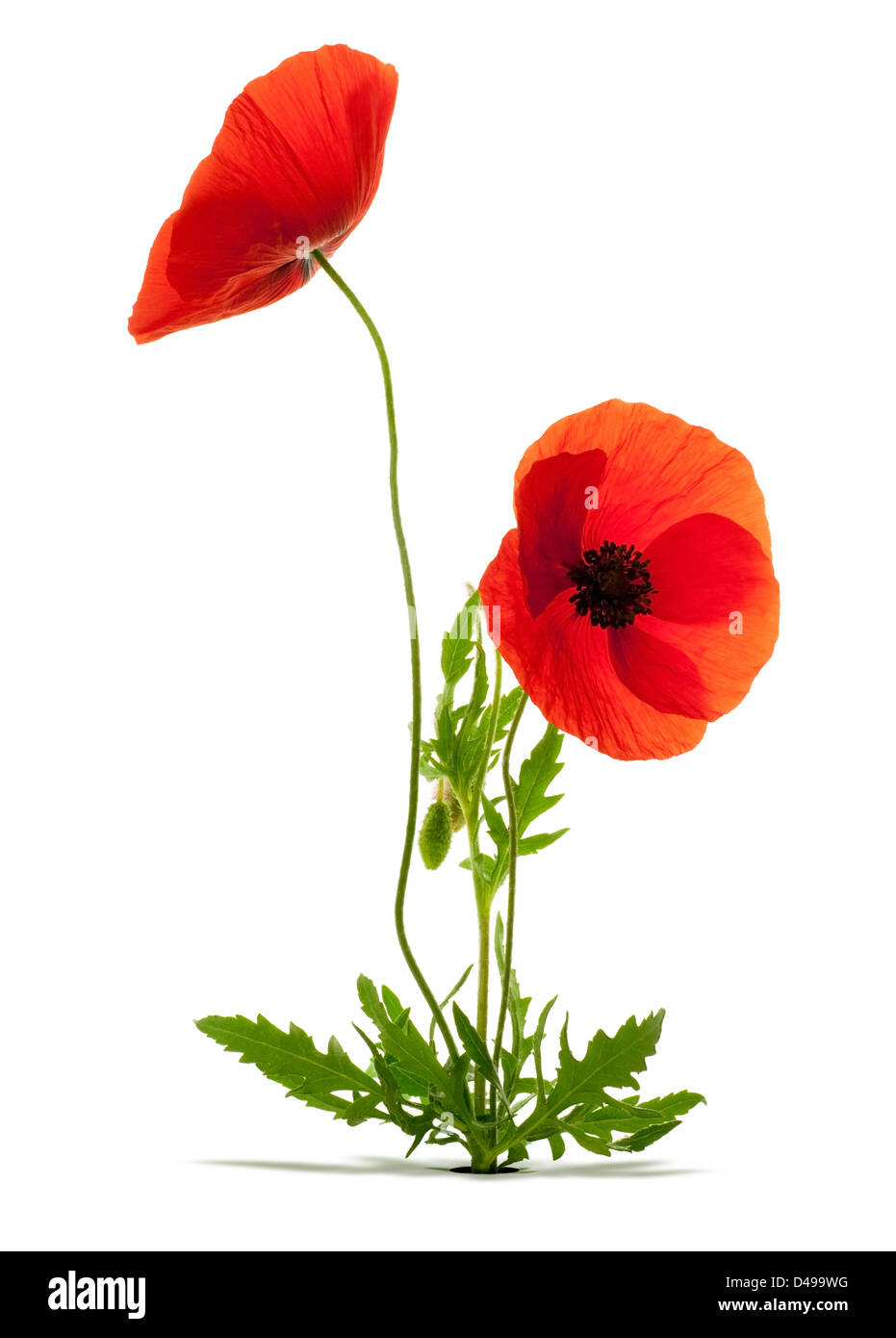 papaver rhoeas, red poppies over white background with shadow and a hole Stock Photo