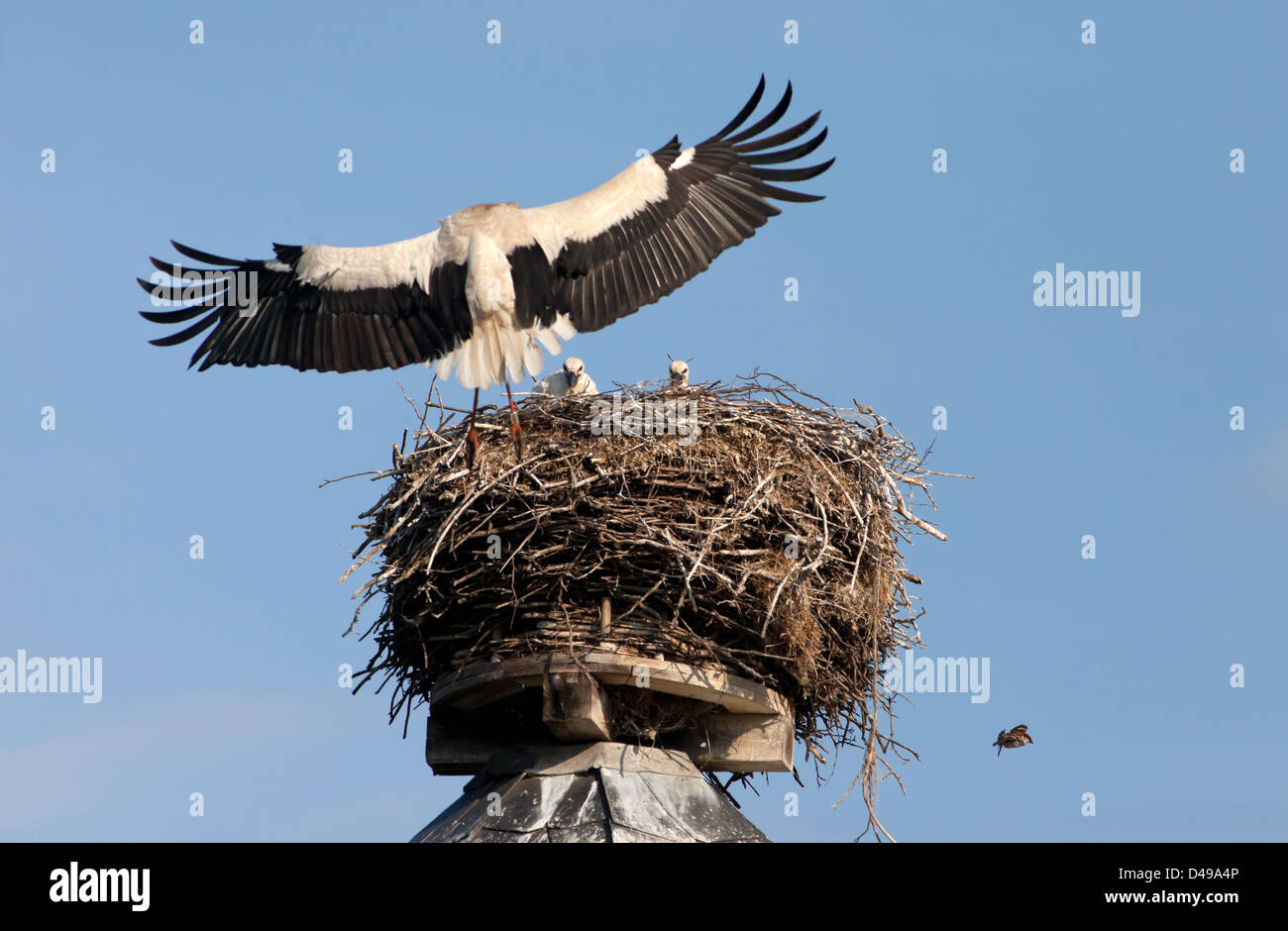 Rühstädt, Germany, a stork returns with food for the pups back to the nest Stock Photo