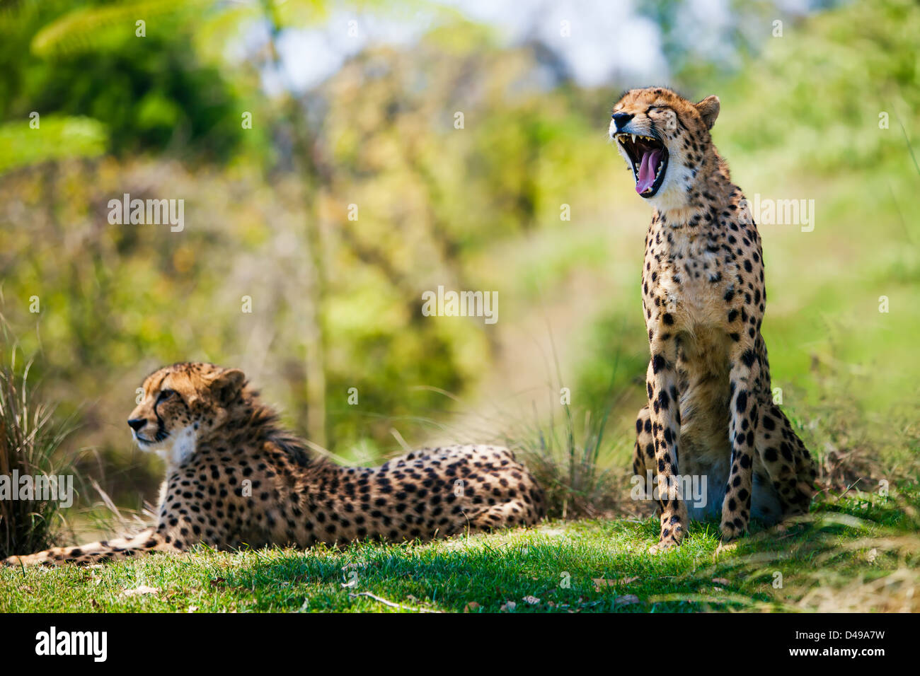 Two Wild african cheetahs relaxing in the grass Stock Photo