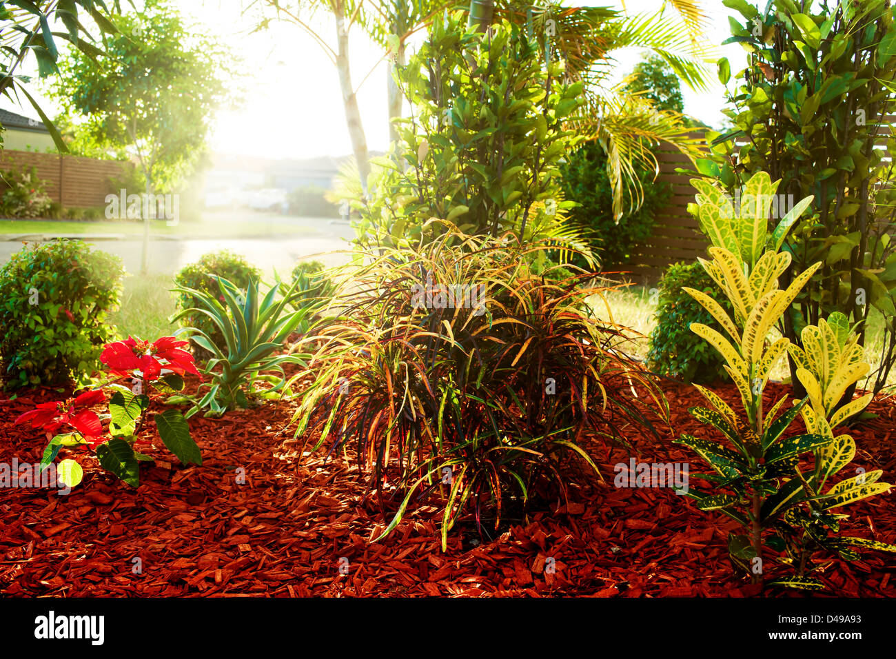 Beautiful croton plants hi-res stock photography and images - Alamy