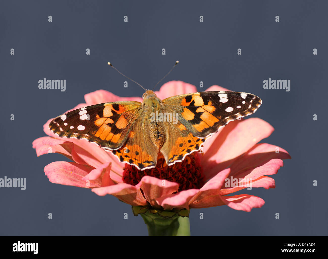 butterfly (Painted Lady) sitting on flower (zinnia) Stock Photo