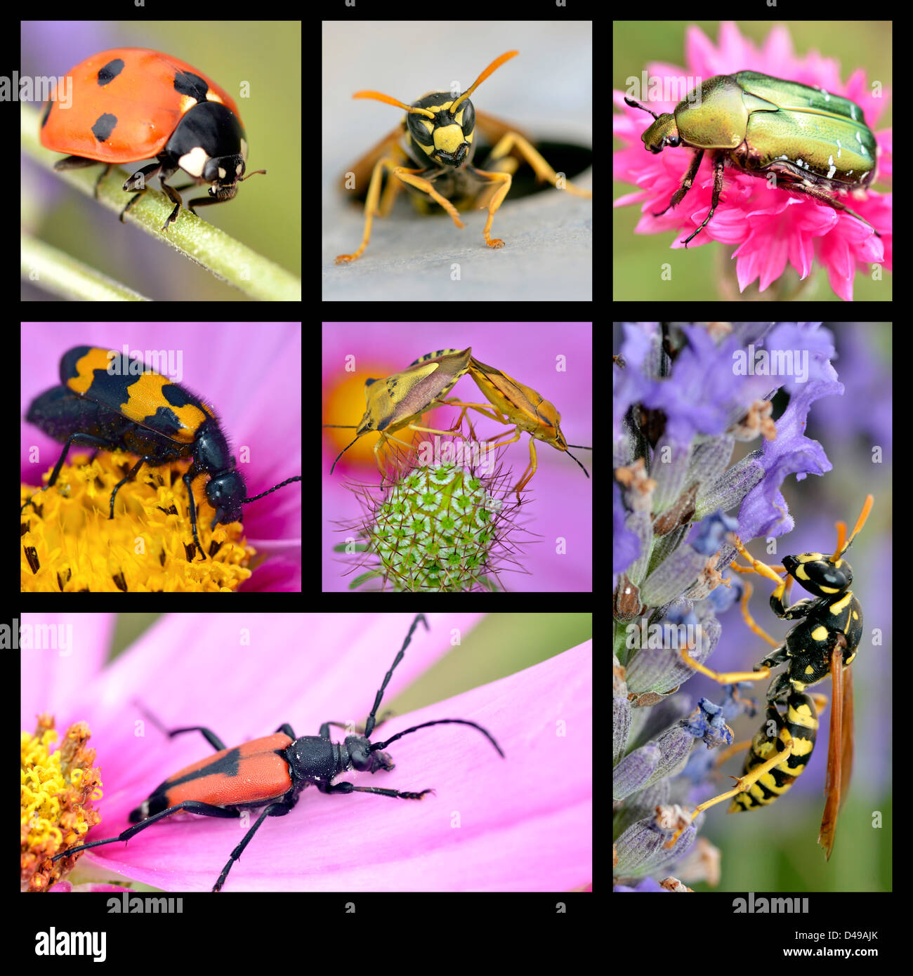 Seven photos mosaic of insects Stock Photo - Alamy