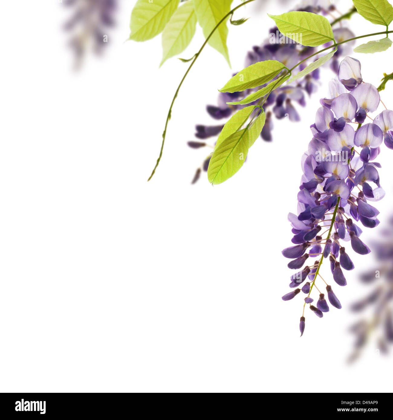 wisteria flowers, green leaves border for an angle of page over a white background. decorative element Stock Photo