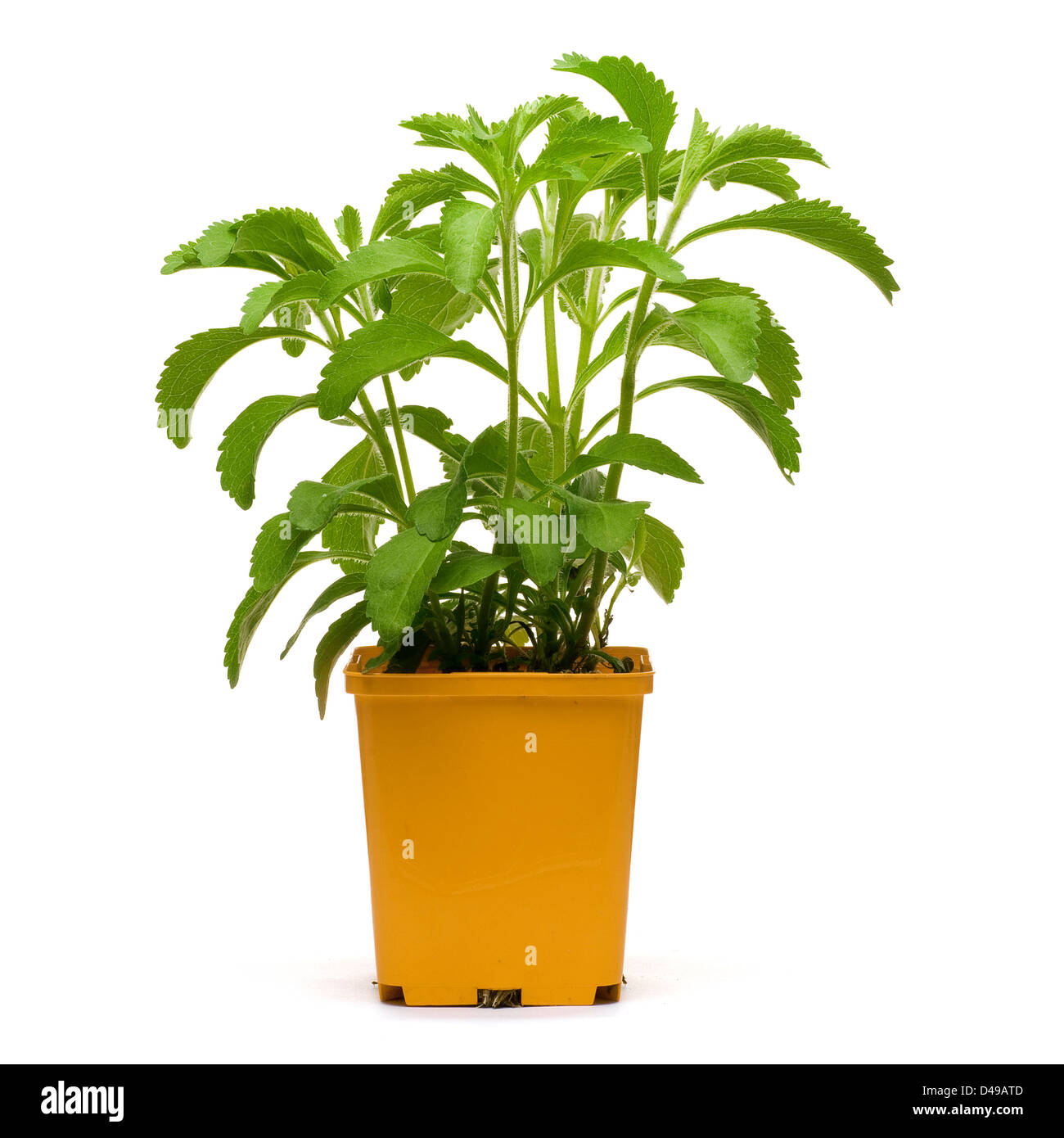 stevia plan into an orange bucklet, white background square image Stock Photo