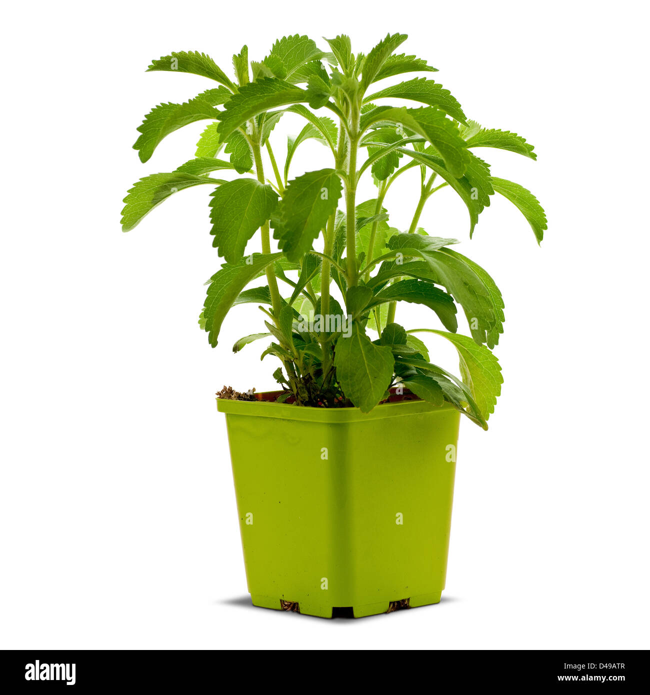 stevia plan into a bucklet, white background square image Stock Photo