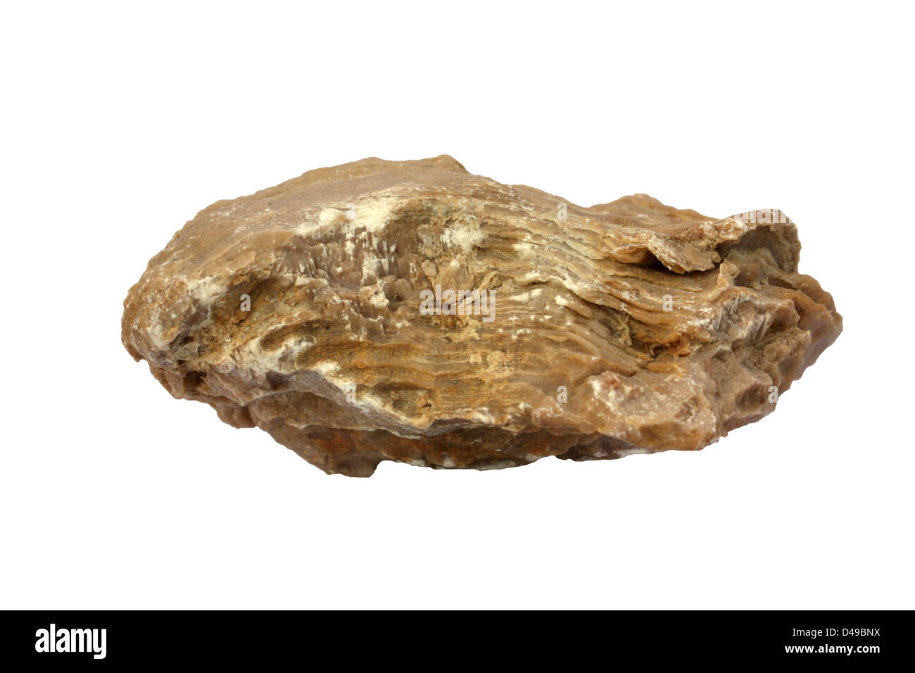 Stromatoporoid hi-res stock photography and images - Alamy