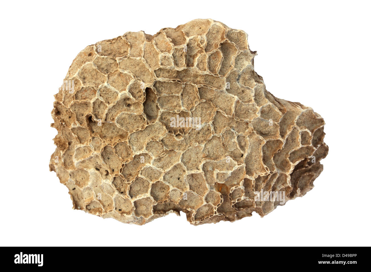 Coral fossil hi-res stock photography and images - Alamy