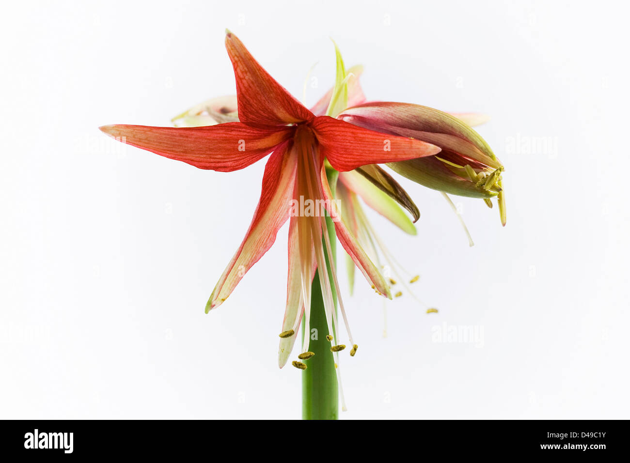 Hippeastrum 'Merengue'. Amaryllis flower 'Merengue'. Stock Photo
