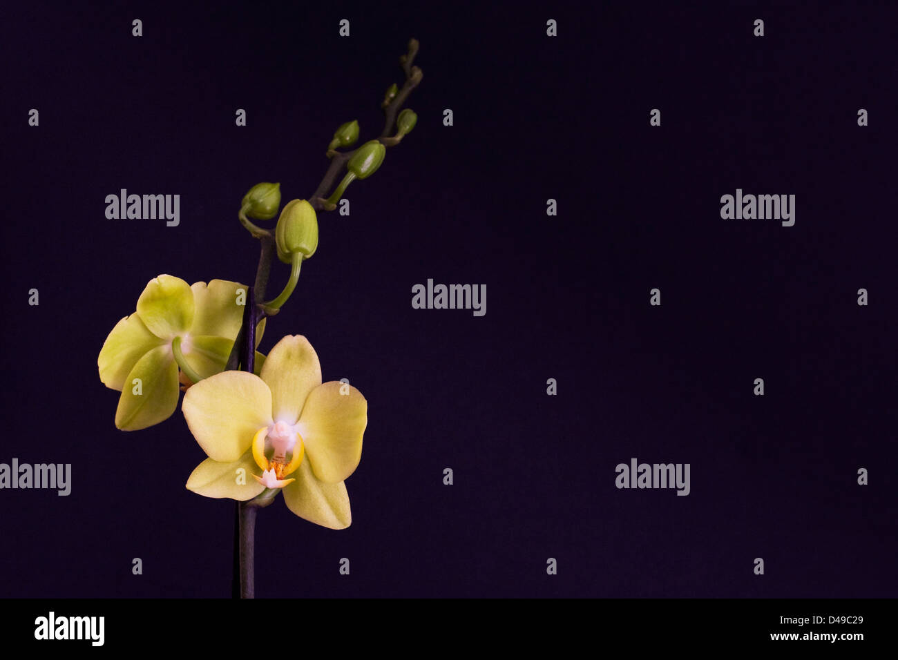 Pale yellow flowers hires stock photography and images Alamy