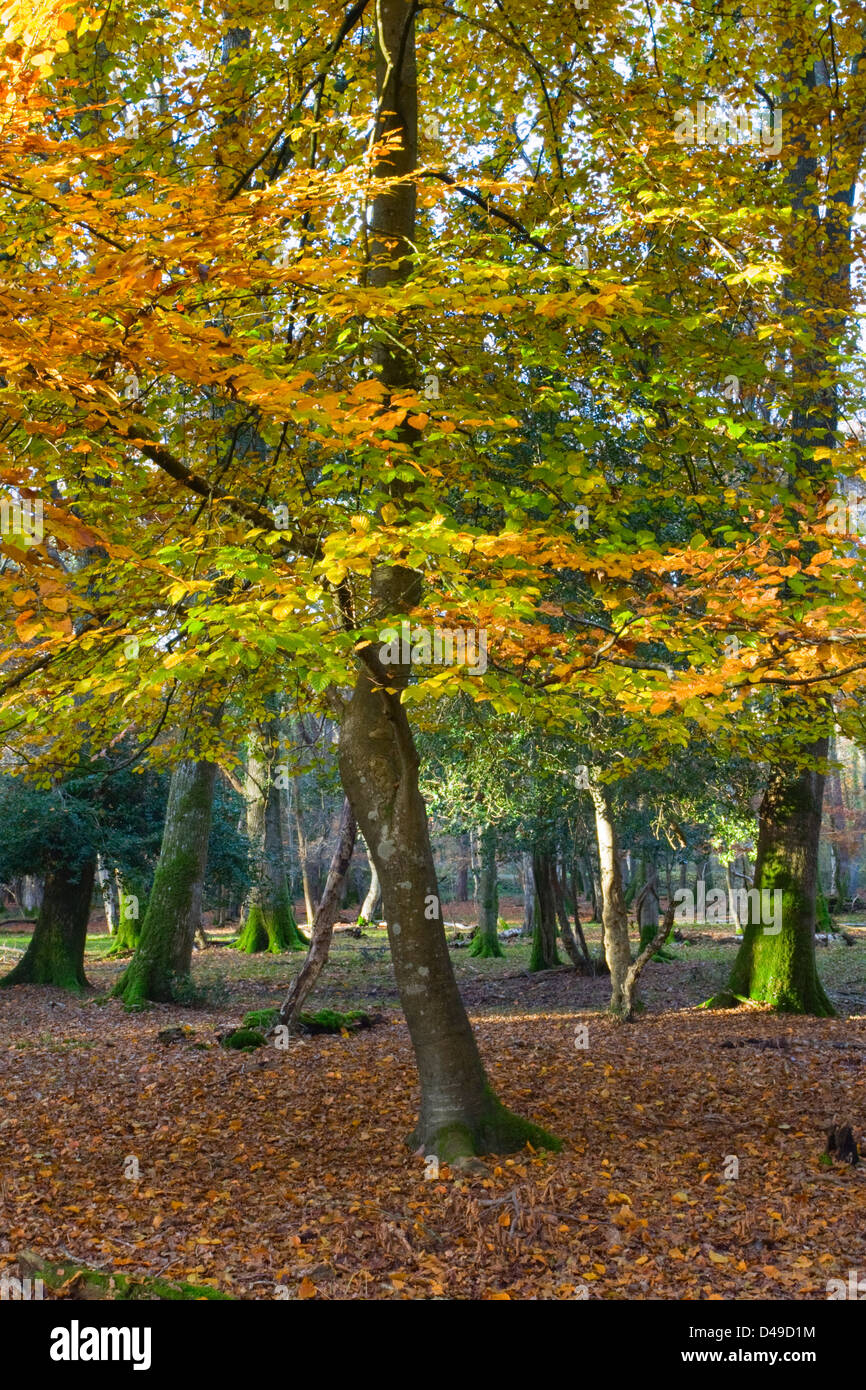 Woodland forest hi-res stock photography and images - Alamy