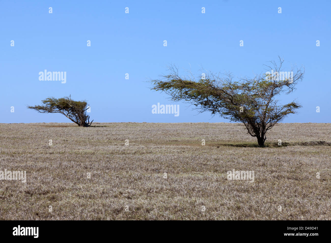 Wind blown trees hi-res stock photography and images - Alamy