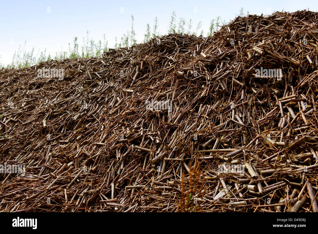 Pile of willow biomass fuel, UK Stock Photo