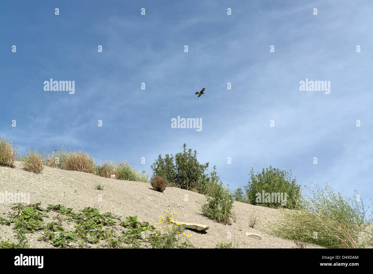 spoil pile with shrubby vegetation and flying bird in front of blue sky at summer Stock Photo