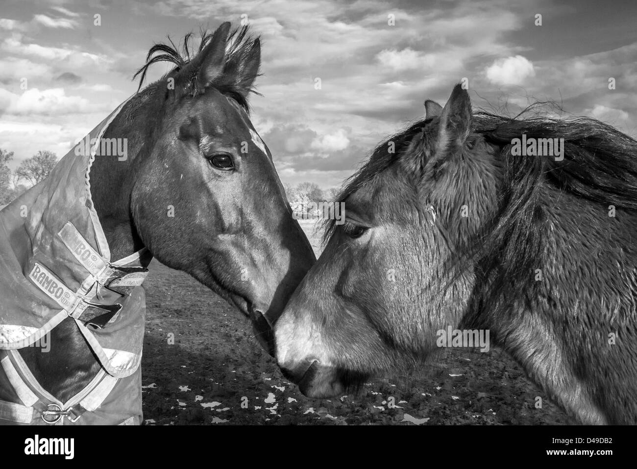 Two Horses nuzzling Stock Photo