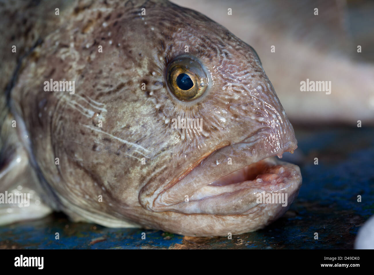 Whisker Catfish Stock Photo