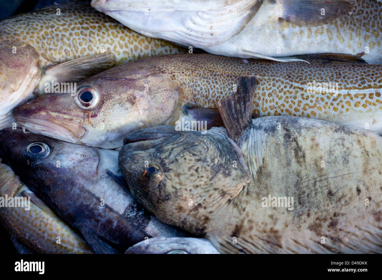 Whisker Catfish and cod Barents sea Stock Photo