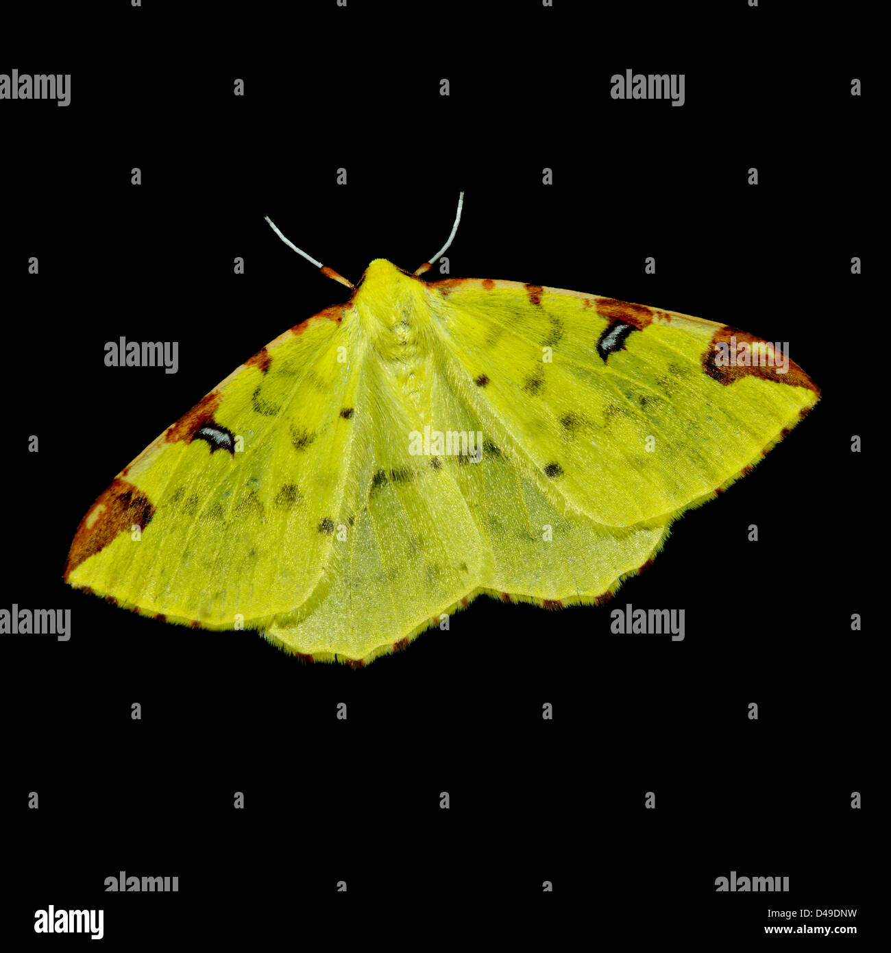 Brimstone moth (Opisthograptis luteolata) Stock Photo