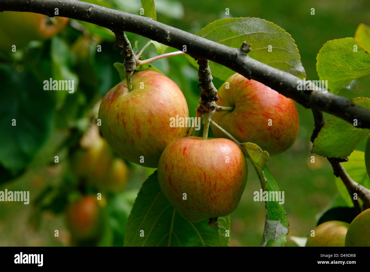 Ripe Laxton's Superb apples ready for harvesting UK Stock Photo