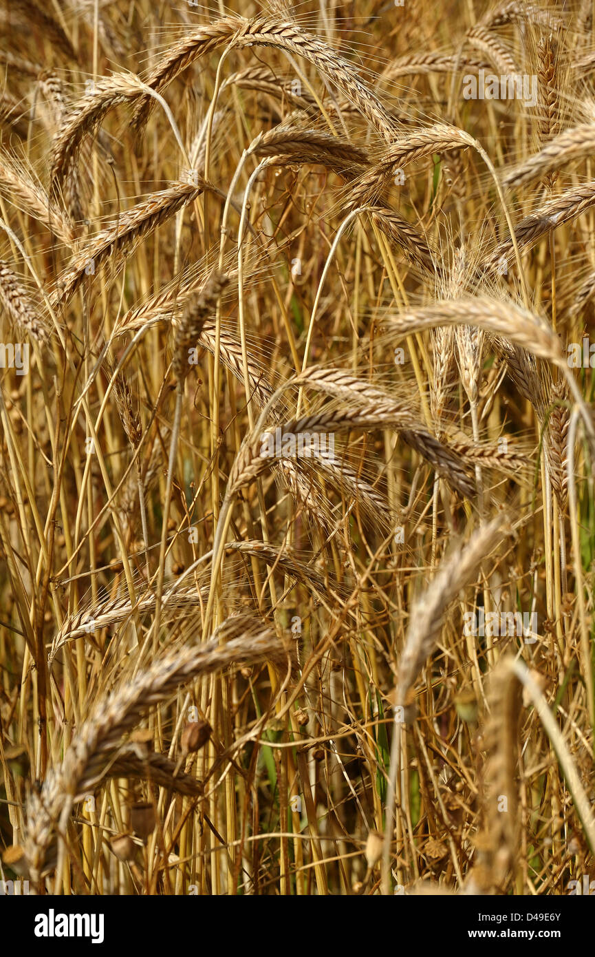 Ripe barley crop growing UK Stock Photo