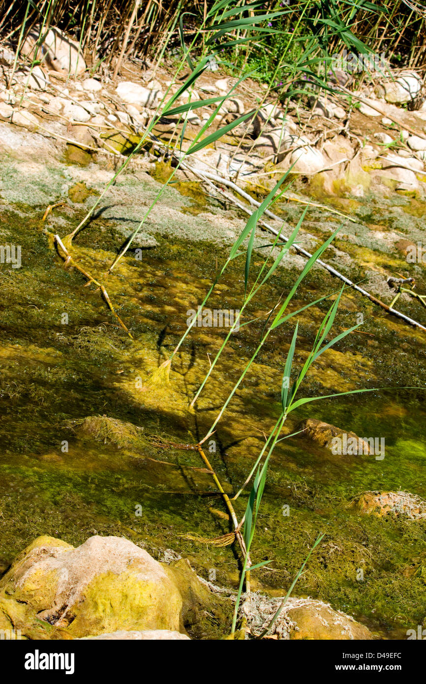 Common Reed Rhizomes Rhizomes hi-res stock photography and images - Alamy