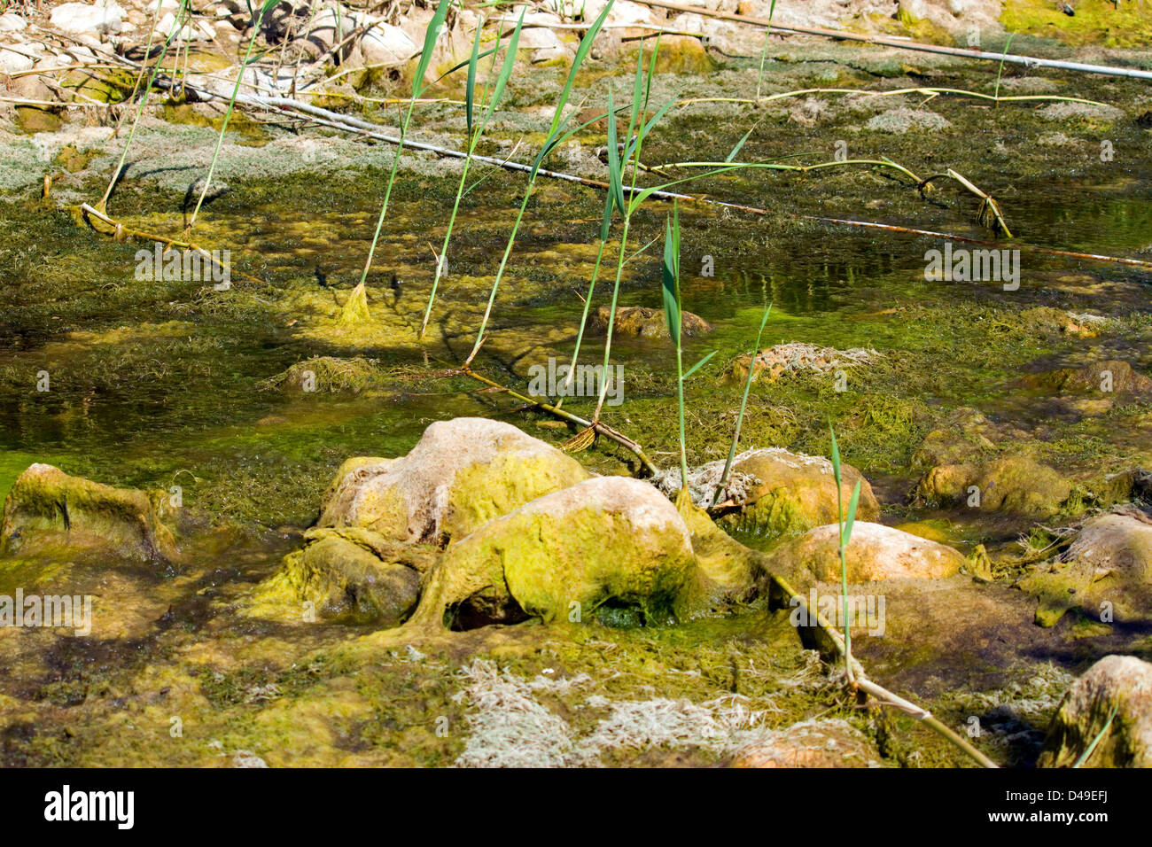 Common Reed Rizomes Rhizomes. Phragmites, Common reed showing its rhizomes, method of ...