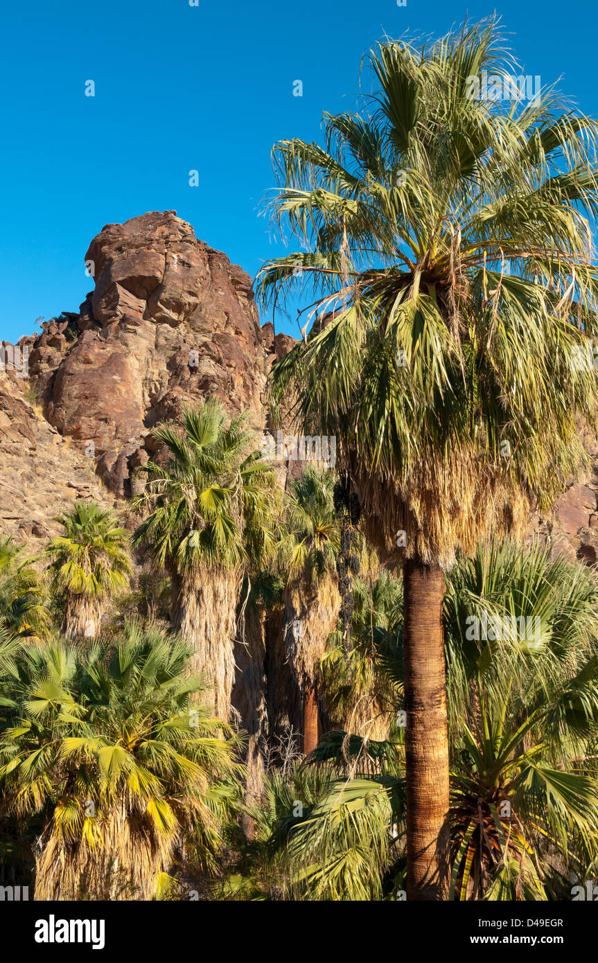 California fan palm trees in Andreas Canyon, one of the Indian Canyons on the Agua Caliente Indian Reservation near Palm Springs Stock Photo