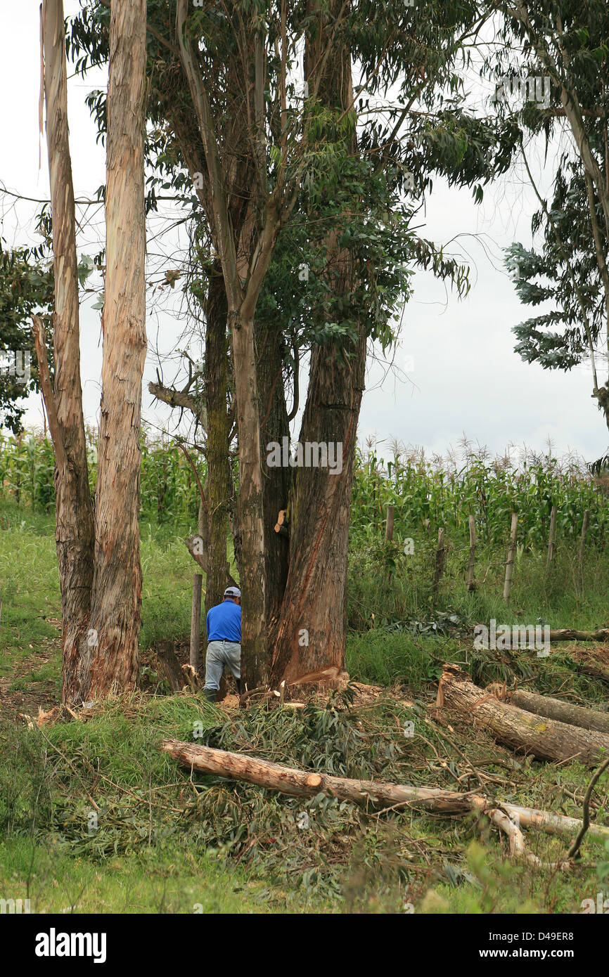 Cutting down eucalyptus tree hires stock photography and images Alamy