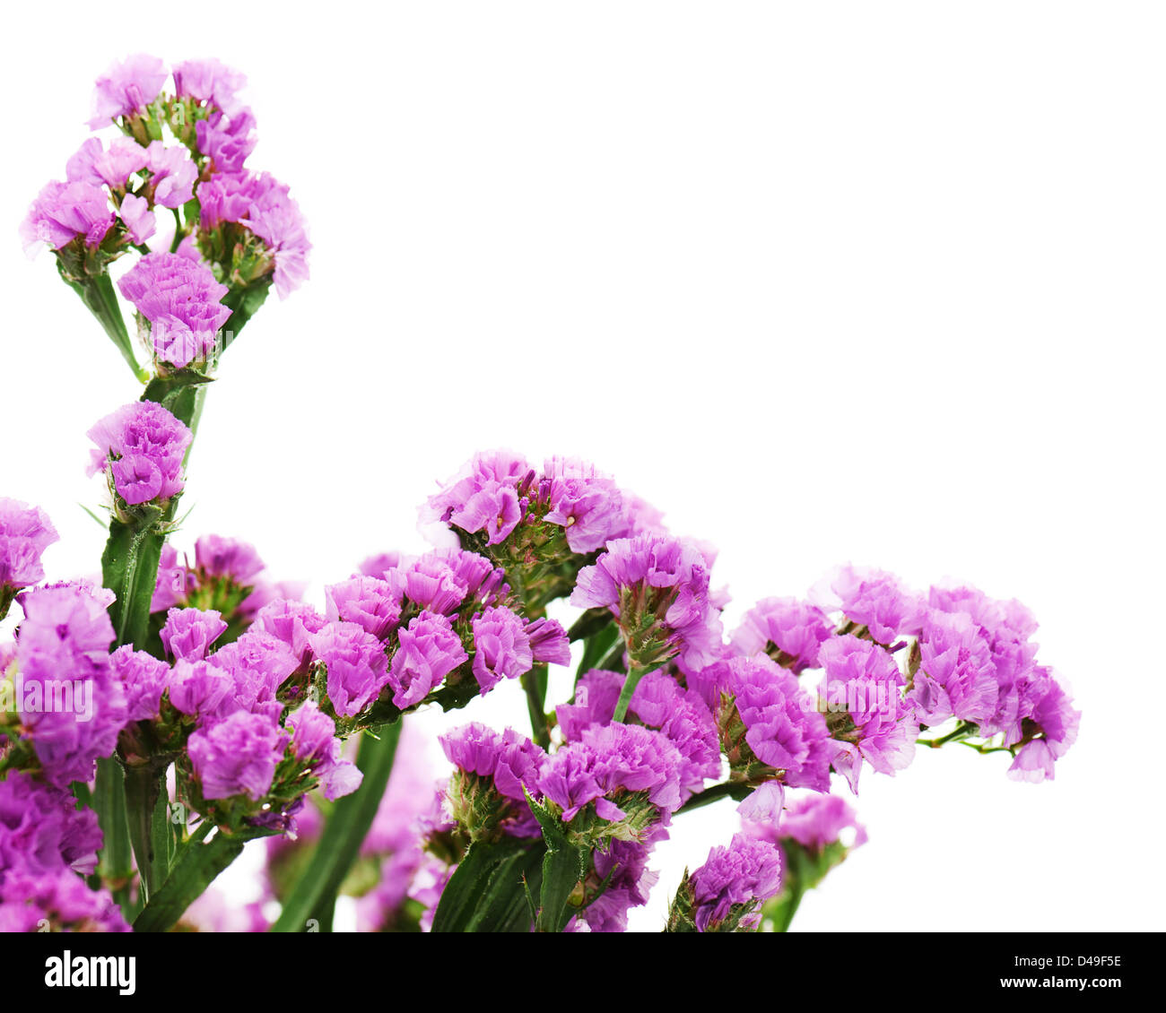 Bouquet from purple statice flowers arrangement isolated on white background. Selective focus. Stock Photo