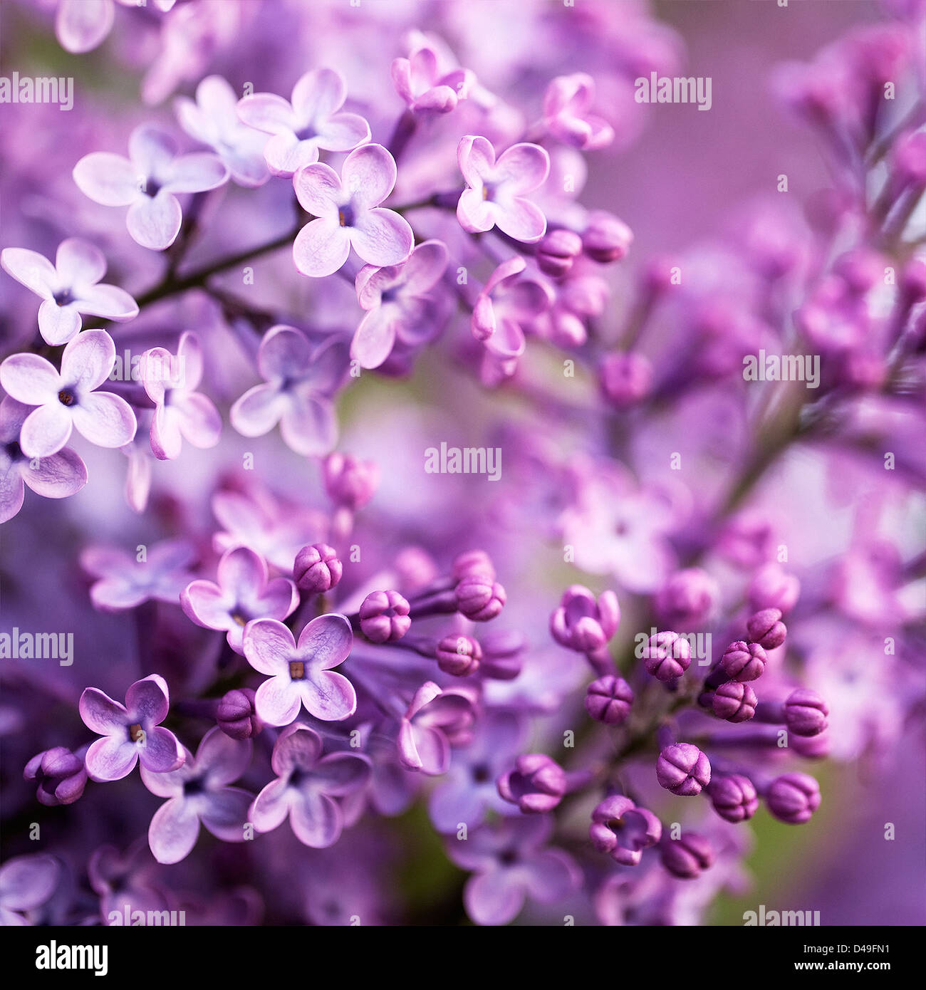 Syringa hyacinthiflora hi-res stock photography and images - Alamy
