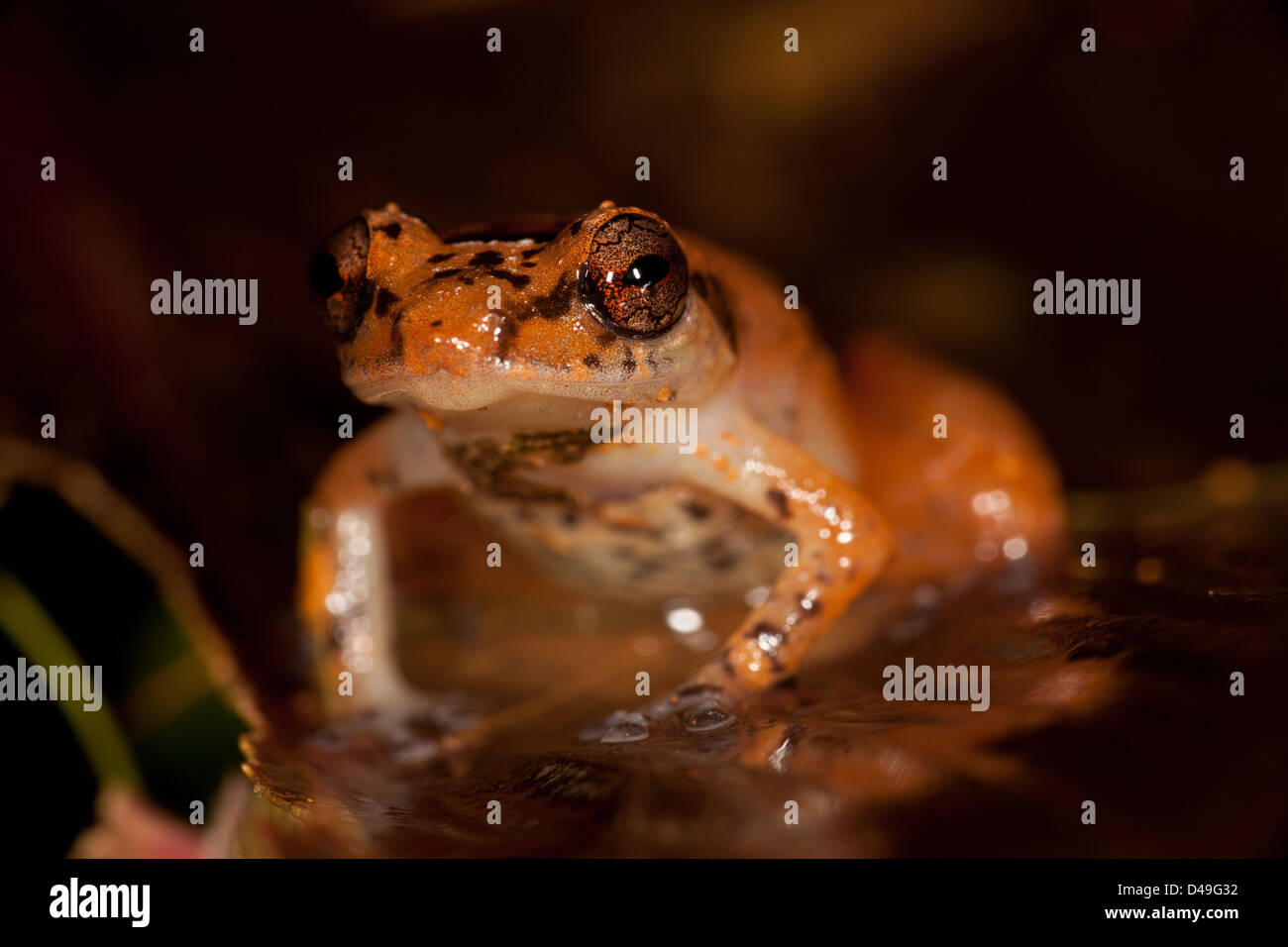 Frog at nighttime in the rainforest at Burbayar nature reserve, Panama province, Republic of Panama. Stock Photo