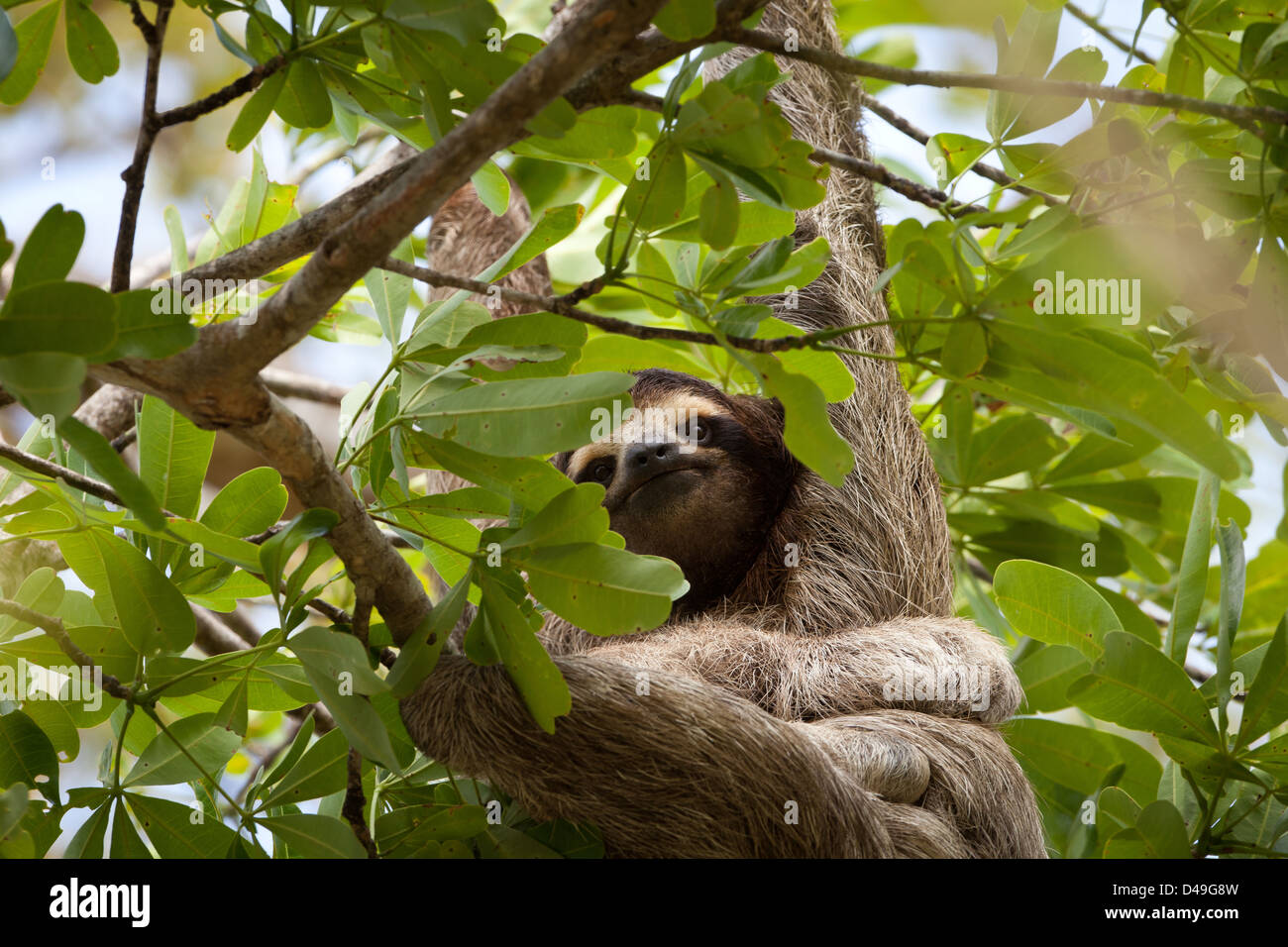 Three-toed Sloth with young, Bradypus variegatus, in Burbayar nature reserve, Panama province, Republic of Panama. Stock Photo