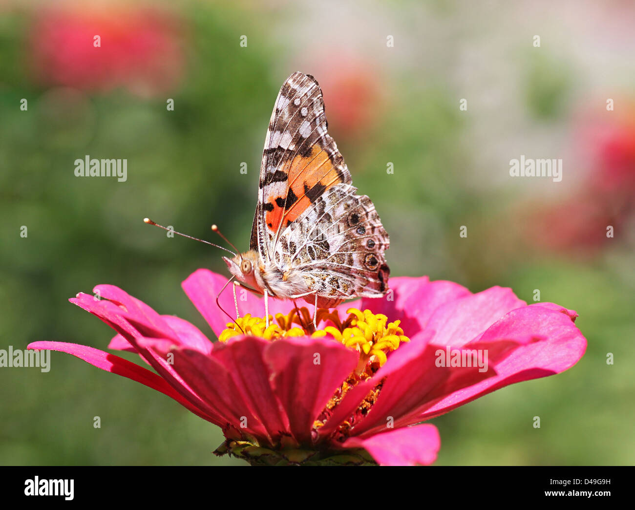 Painted Lady butterfly sitting on flower (zinnia Stock Photo - Alamy