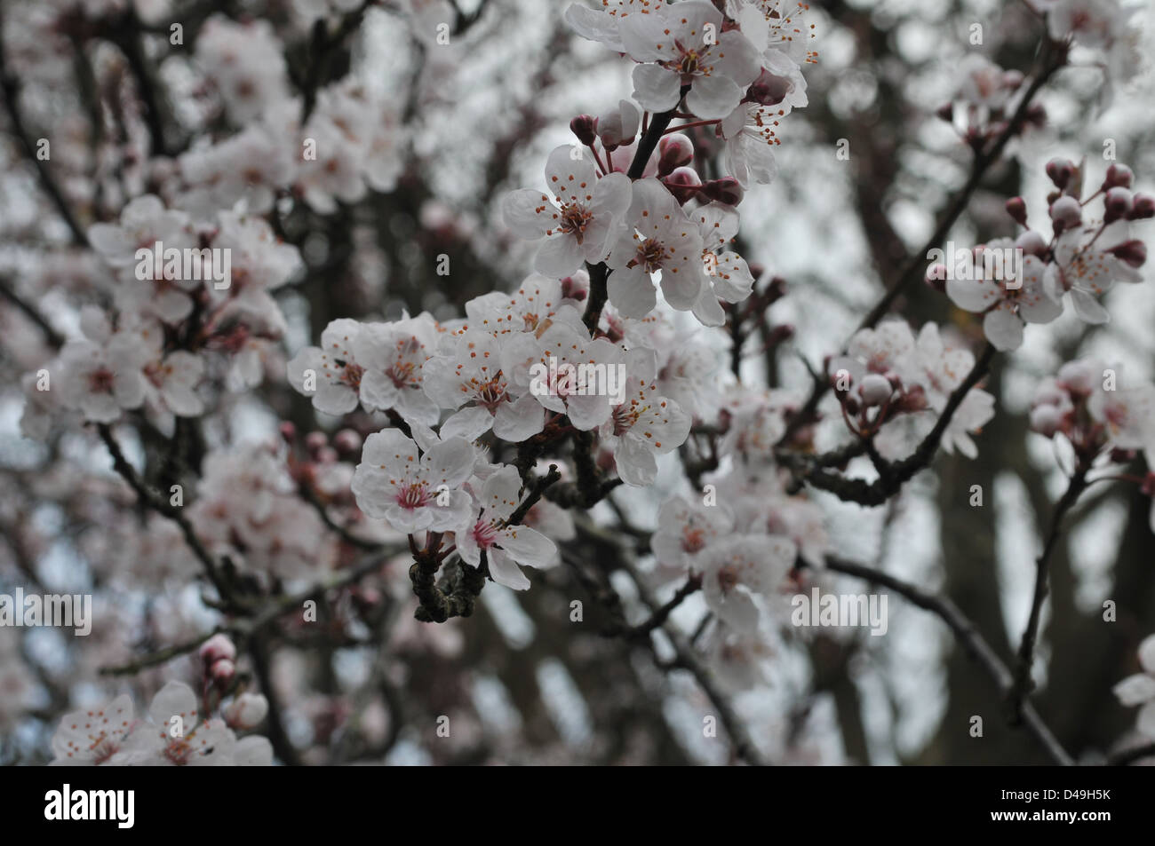 tree blossom white pinkish flowers in spring sunshine Stock Photo Alamy