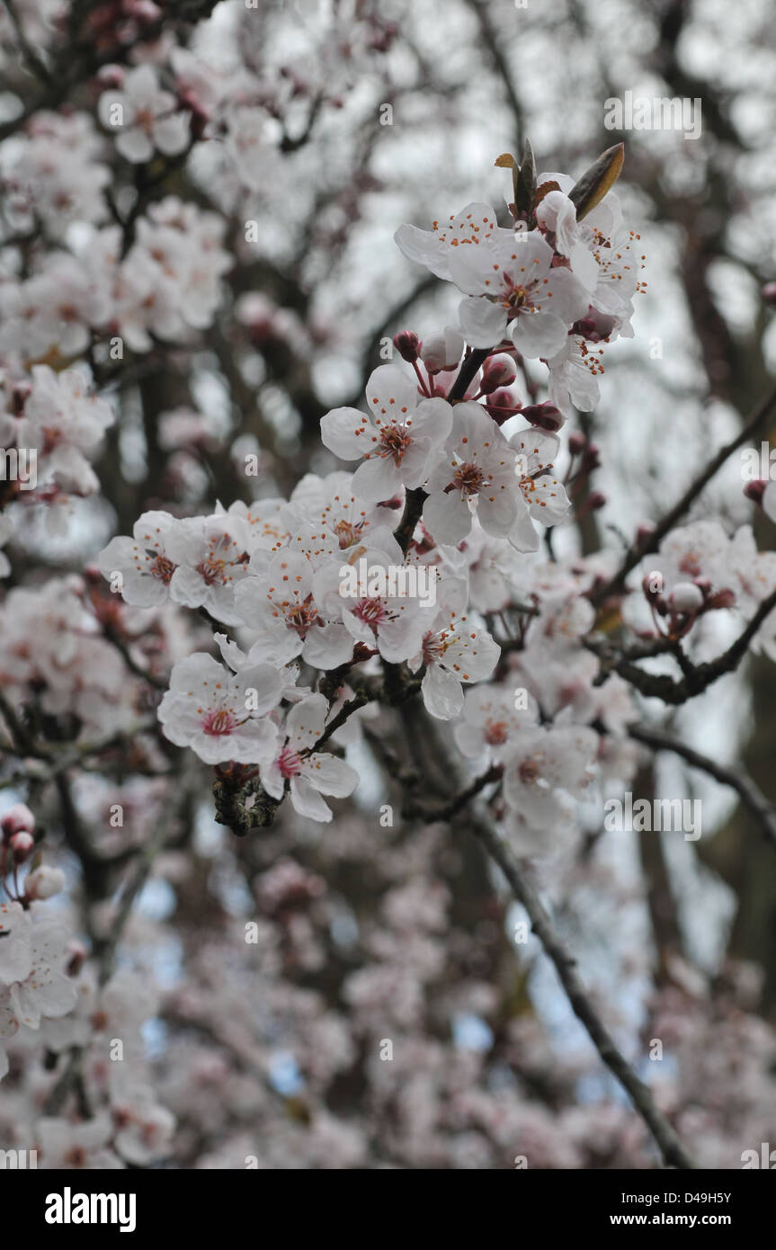 tree blossom in spring sunshine, pinkish white flowers Stock Photo Alamy