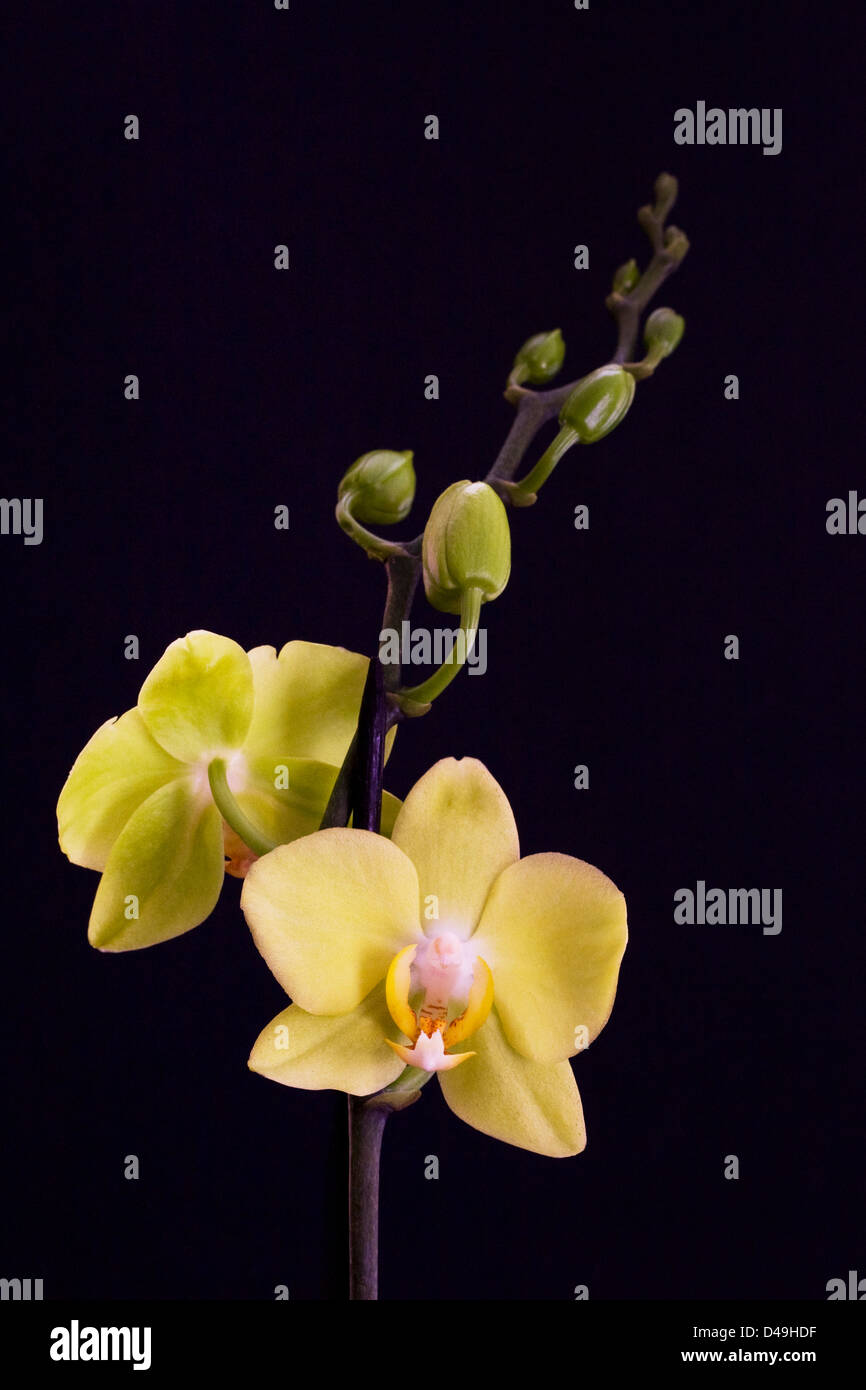 Pale yellow flowers hires stock photography and images Alamy