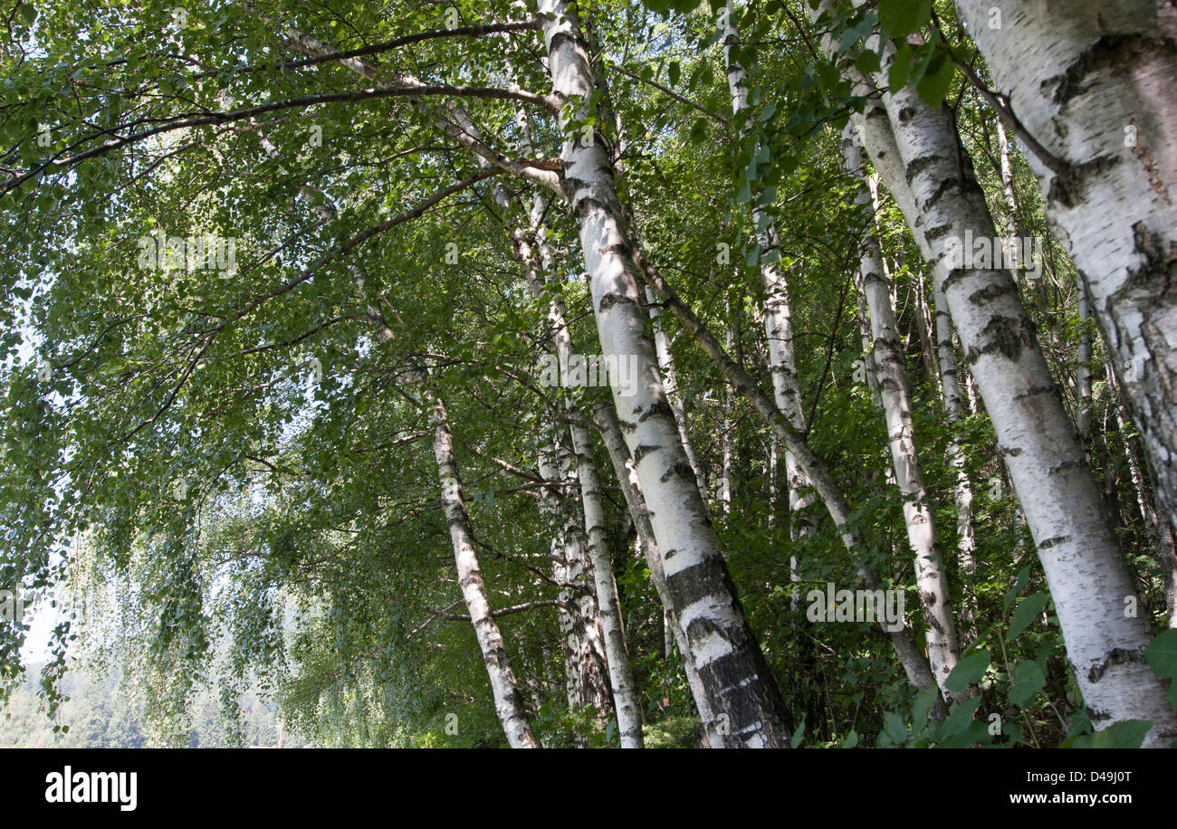 Birches Stock Photo