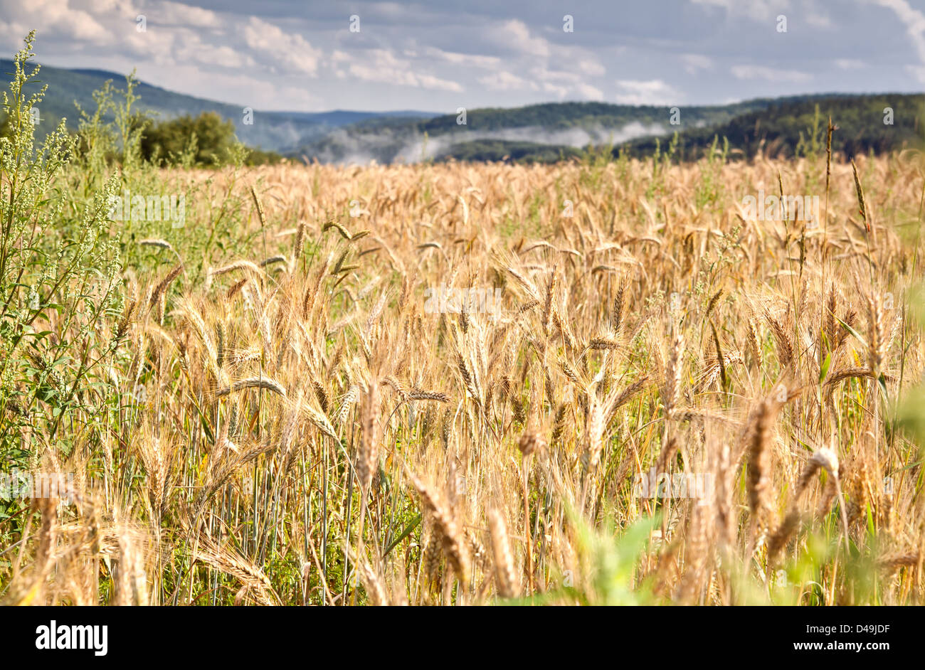 wheat field in mountains during summer, Germany Stock Photo