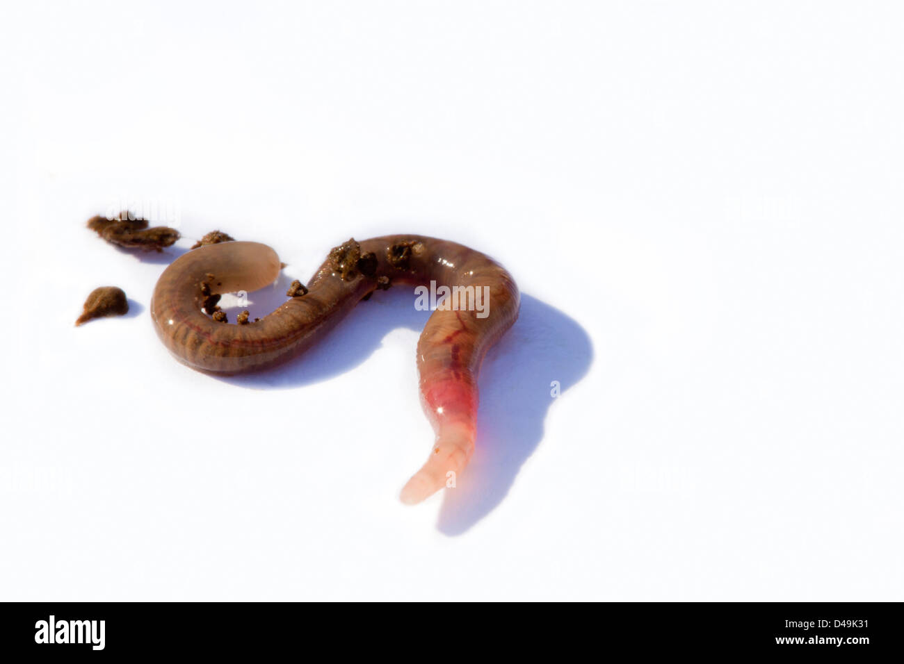 earthworm Stock Photo