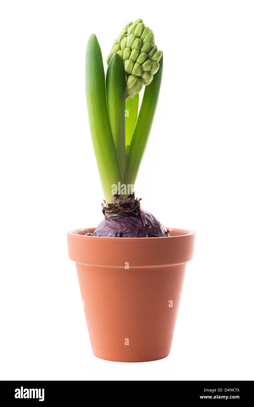 Flowers unblown green hyacinth in a flower pot, isolated on white background Stock Photo Alamy