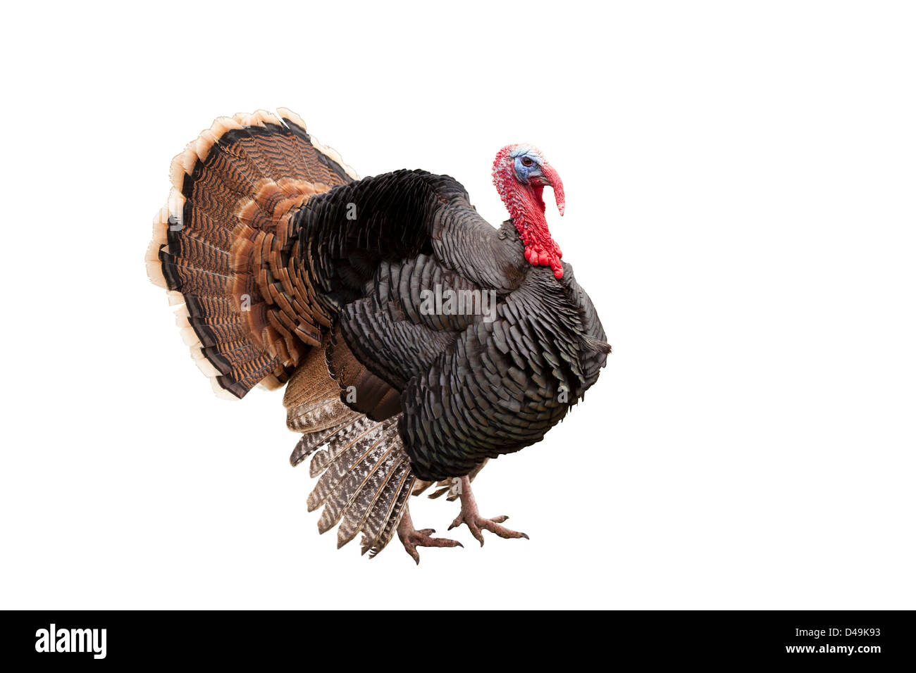 Turkey on white background Stock Photo - Alamy