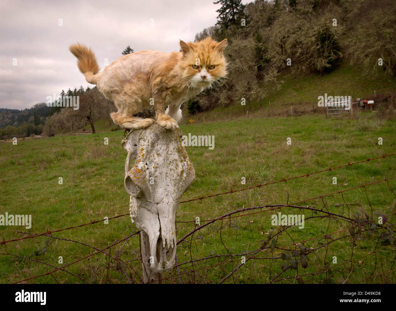Flea infestation hires stock photography and images Alamy