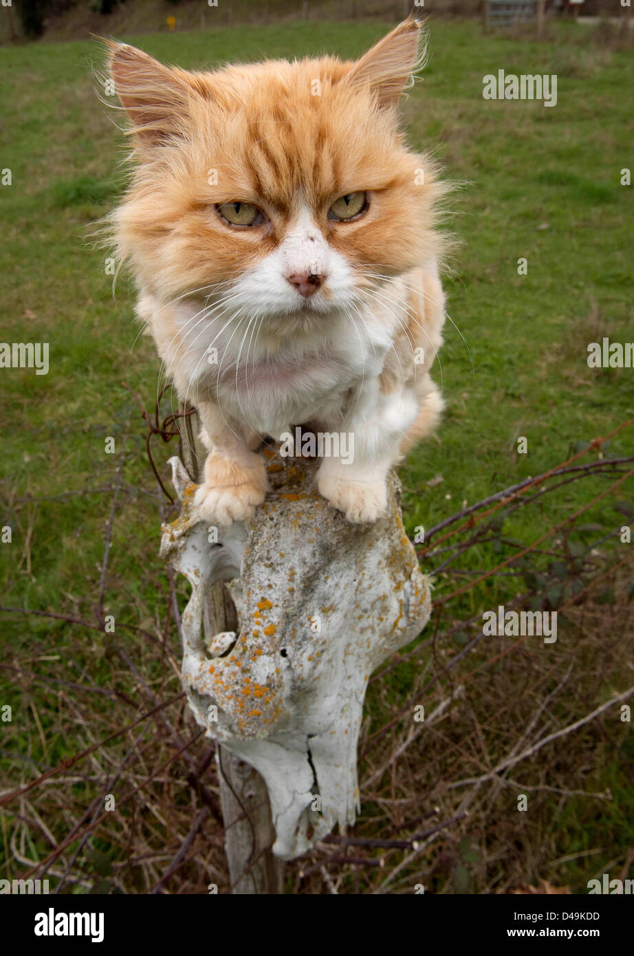 Flea infestation hires stock photography and images Alamy