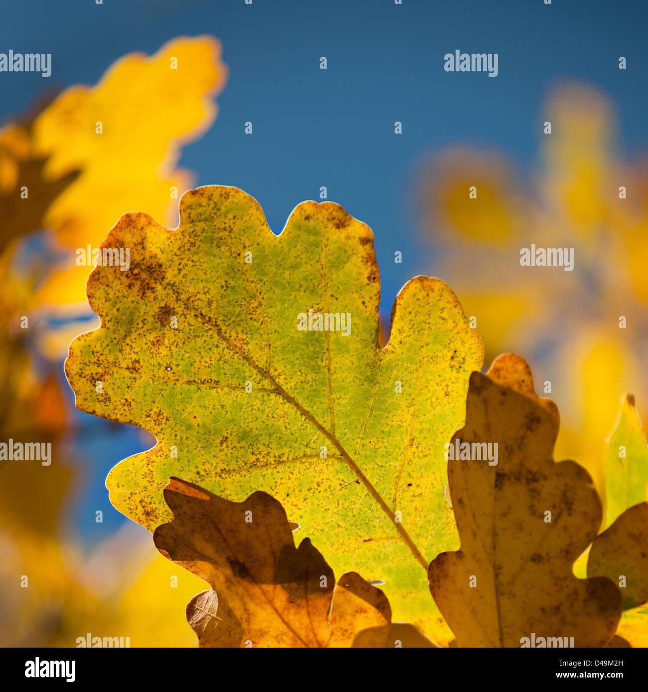 Yellow oak leaf closeup in autumn Stock Photo