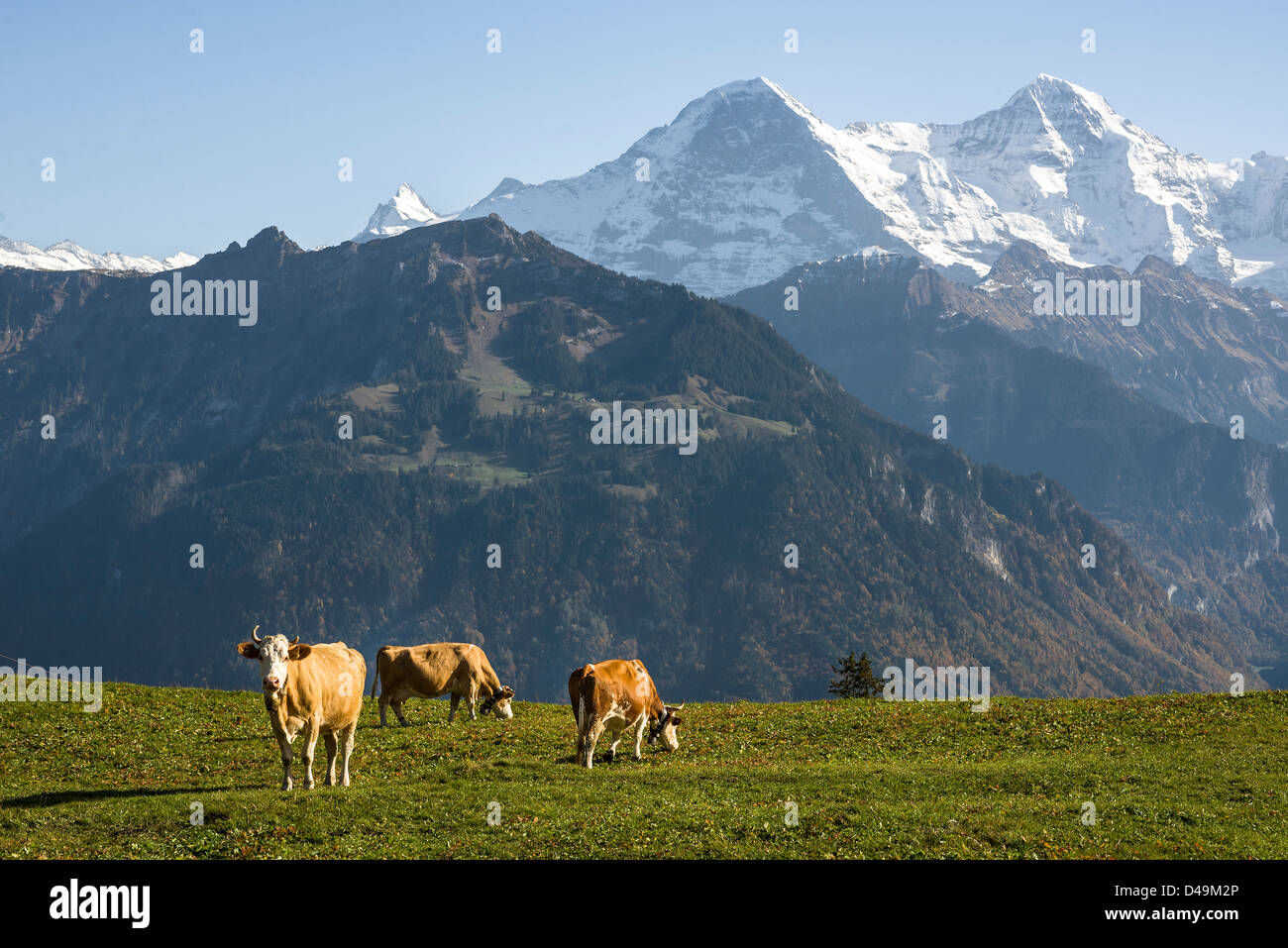 Cows grazing in front of the Swiss alps peaks Eiger and Mönch Stock ...