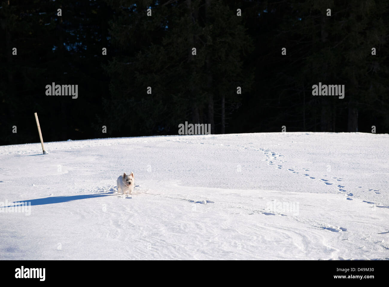 bWhite dog in a snowfield Stock Photo