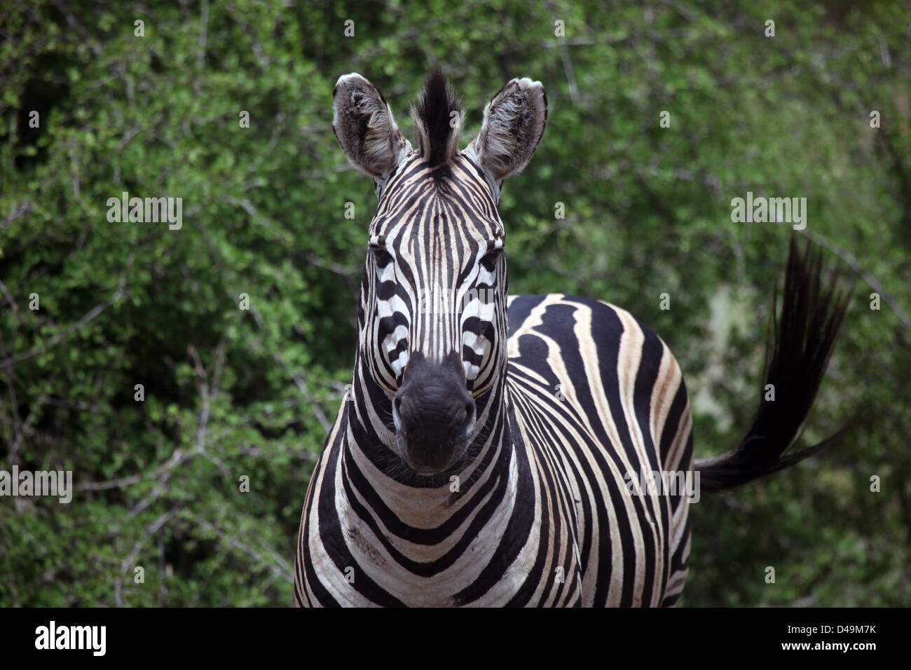 Zebra tail hires stock photography and images Alamy